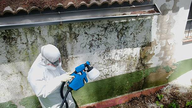 Mold Removal service in West New York